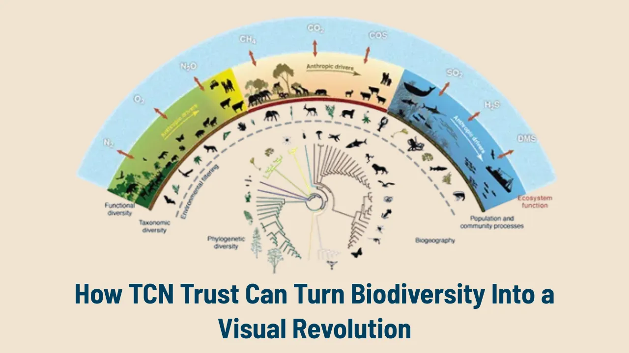 TCN Trust